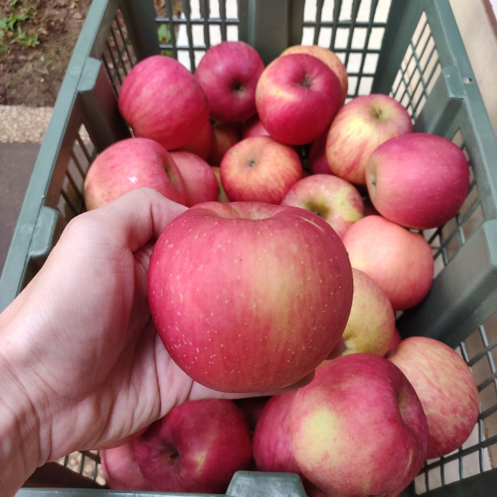 Jual Apel Fuji Fresh Apple IMPORT – Manis, Renyah & Juicy 1KG | Shopee ...