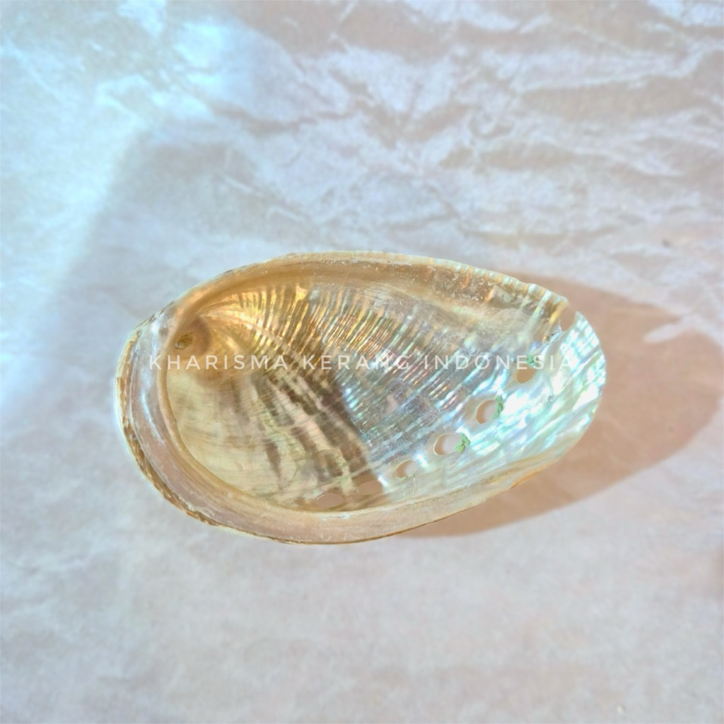 Jual Abalone Shell Haliotis Semiplicata Cangkang Kerang Abalon by ...