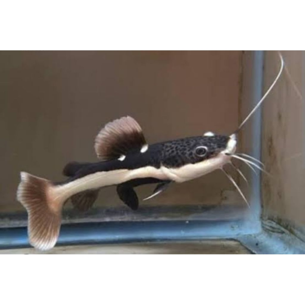 Jual IKAN RTC ( RED TAIL CATFISH ) UKURAN 7-8 CM | Shopee Indonesia