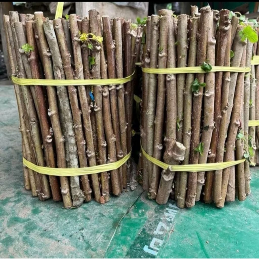 Jual Telo Terlengkap & Harga Terbaru Juni 2026 | Shopee Indonesia