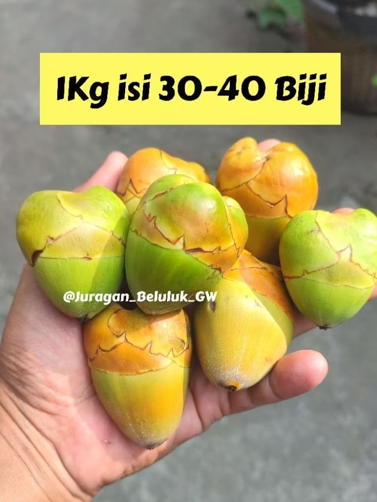 Jual 1kg Isi 30-40 Biji Bluluk Mini Pentil Kelapa Muda Kecil Tembuluk ...