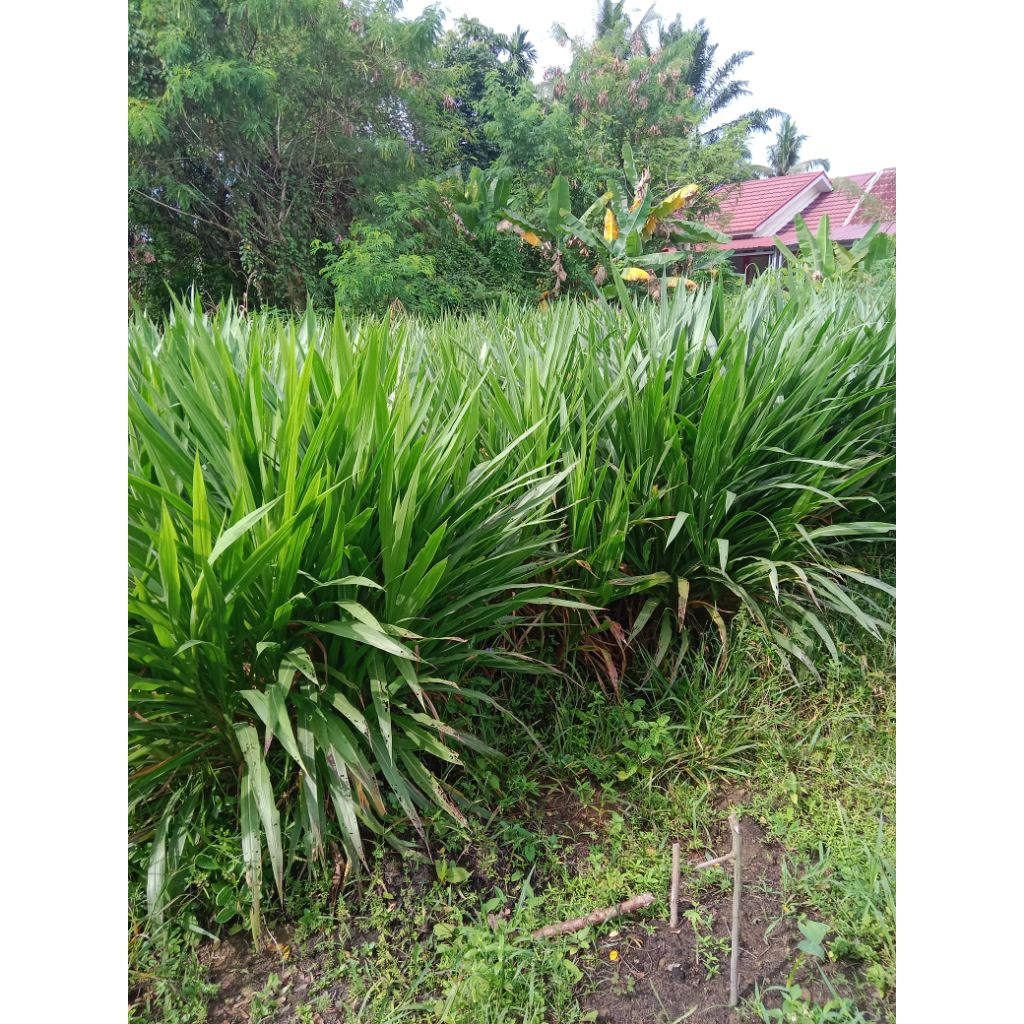 Jual Bibit Rumput Odot pakan kambing dan pakan sapi | Shopee Indonesia