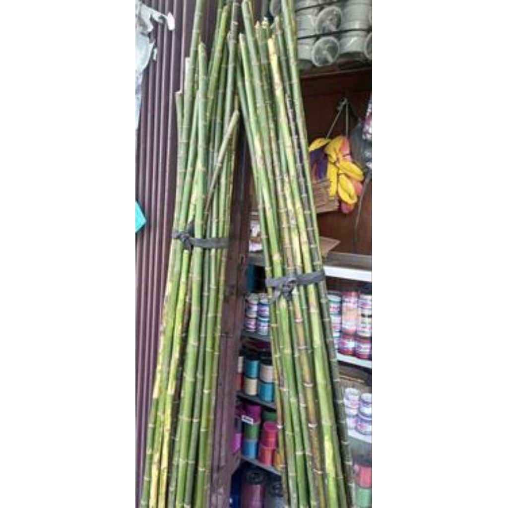 Jual Tongkat Palem Waregu 1.5 Meter | Shopee Indonesia