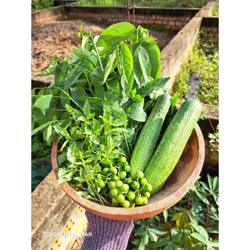 Jual Benih sayur timun - Benih timun - timun lalap | Shopee Indonesia