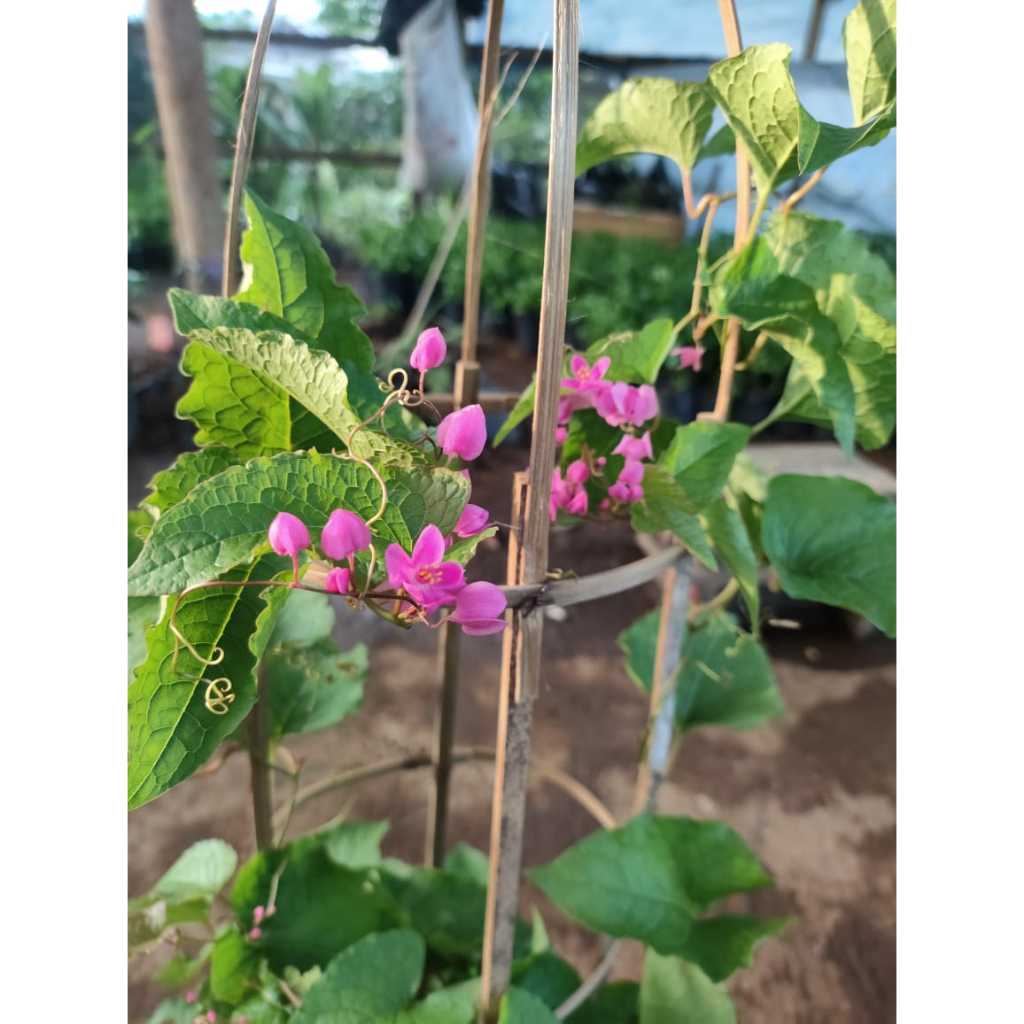 Jual Tanaman rambat air mata pengantin bunga pink - AMP bunga merah ...