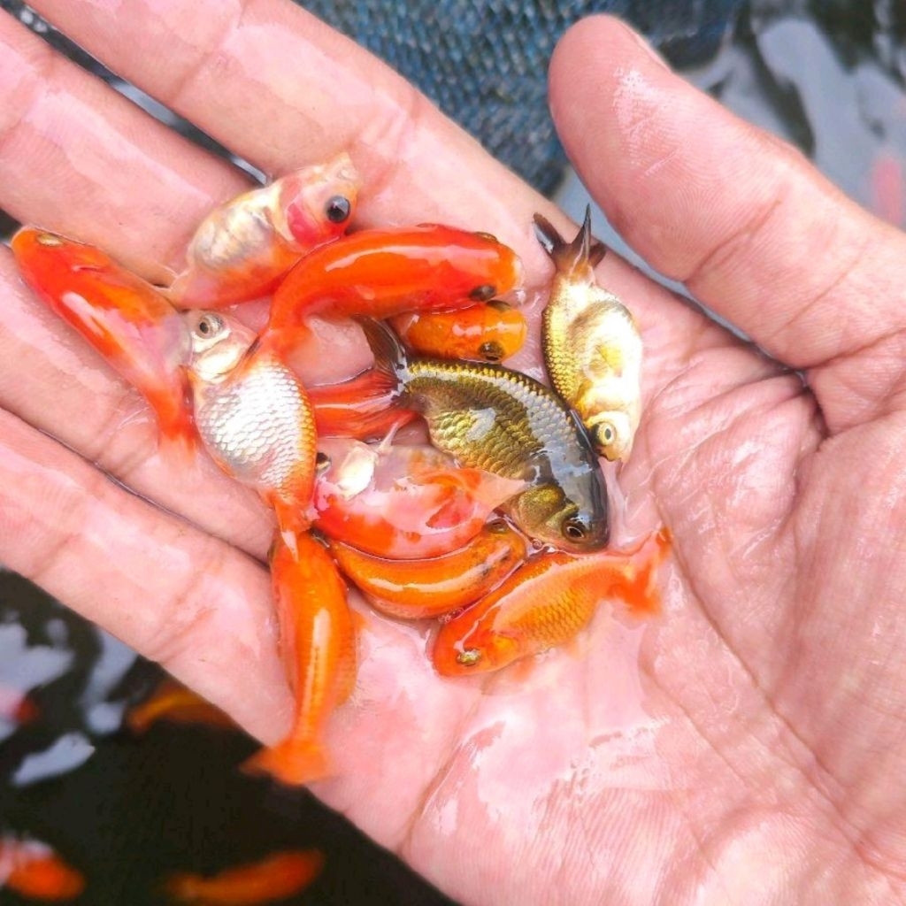 Jual Mas Koki Rancu Lionchu | Anakan Maskoki Ranchu Goldfish | Shopee ...