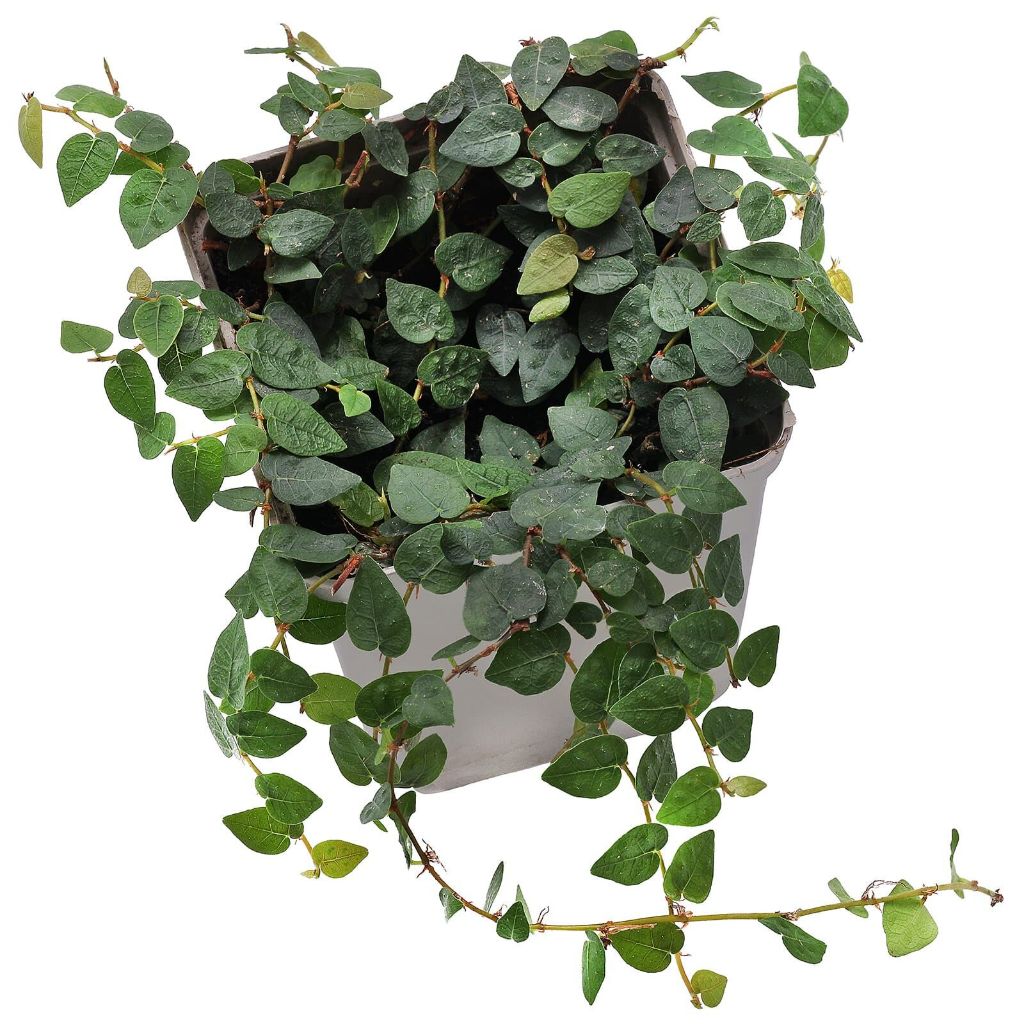 Jual Tanaman Dolar Rambat Daun Kecil Ficus Pumila Repens / Tanaman ...