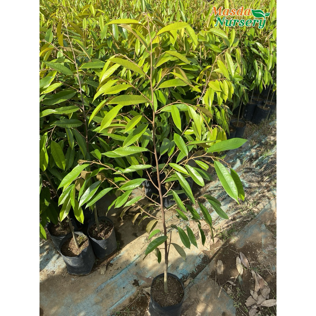 BIBIT DURIAN MUSANGKING, BAWOR, DURI HITAM, SUPER TEMBAGA, MONTONG