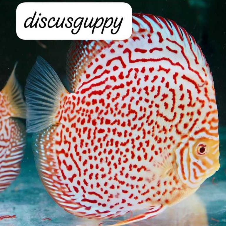 Jual Panthera Eruption Discus 1cm - Enhanced Edition | Shopee Indonesia