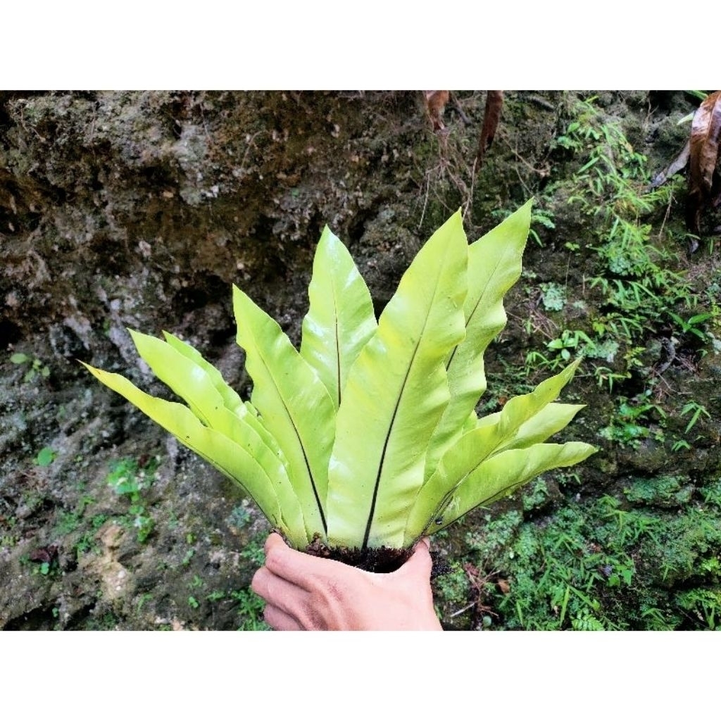 Jual Tanaman Hias Kadaka mini /kadaka hutan per 20 pcs | Shopee Indonesia