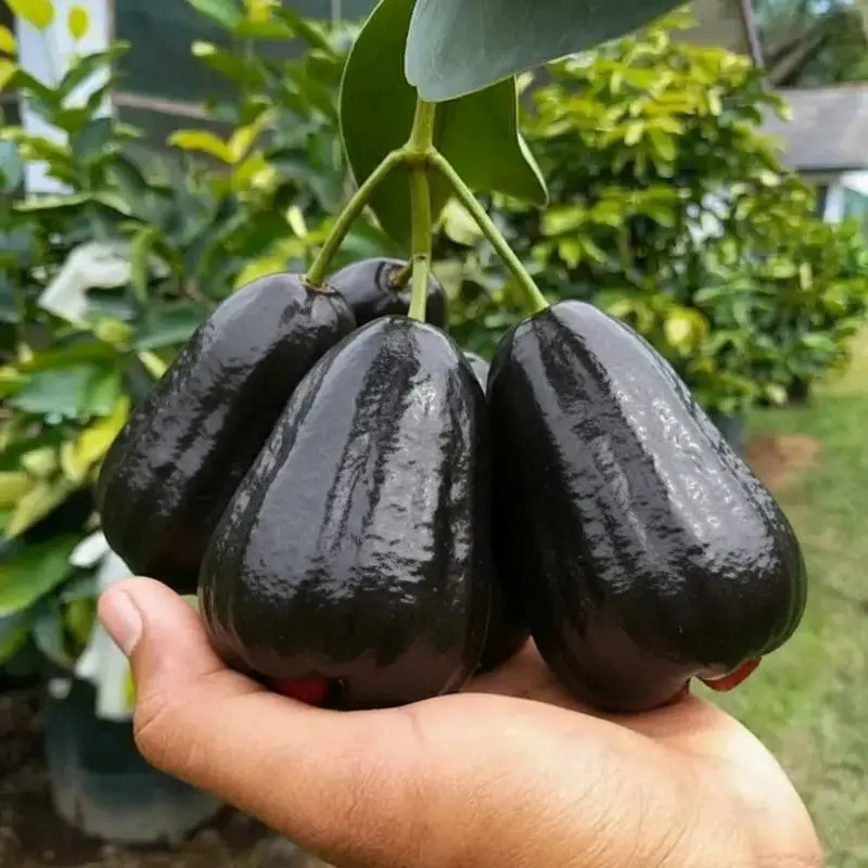 BIBIT TANAMAN JAMBU AIR HITAM BLACK GUAVA , KUALITAS NO .1
