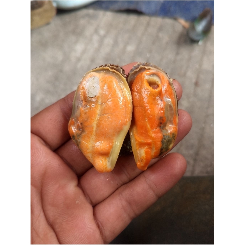 Jual kerang hijau ijo kupas (1kg) | Shopee Indonesia