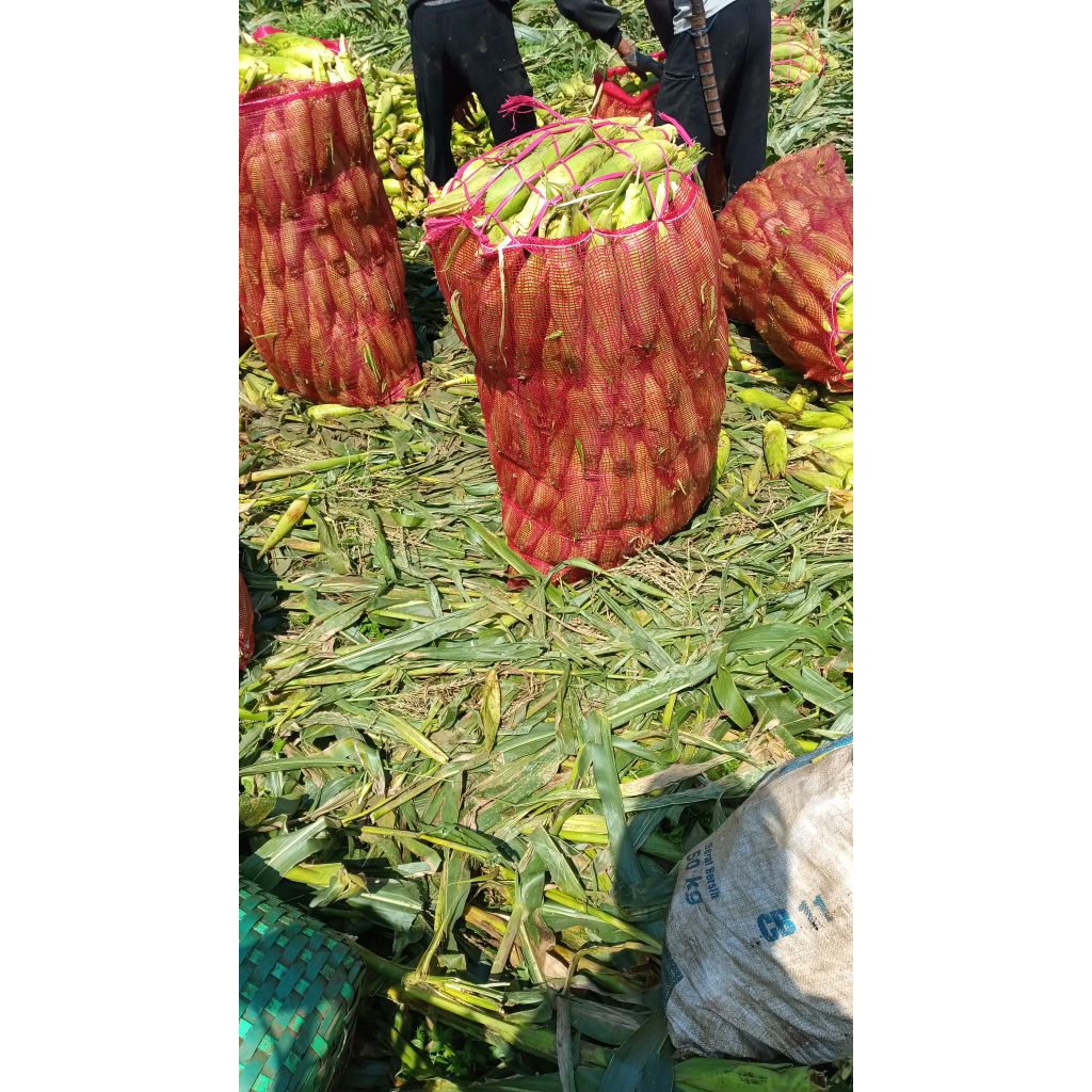 Jual Jagung Manis Pipil Bandung|Jasuke|1kg fresh bisa diFrozen Kualitas ...