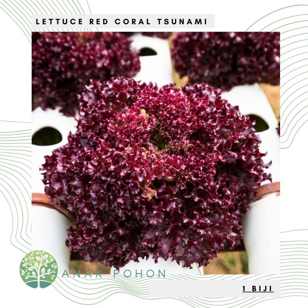 Jual Benih Bibit Biji - Lettuce Red Coral Tsunami Selada Merah Lollo ...