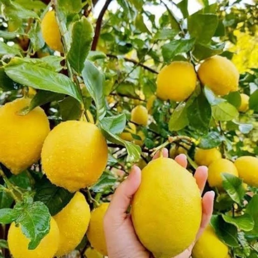 Lemon California Fresh petik dari perkebunan