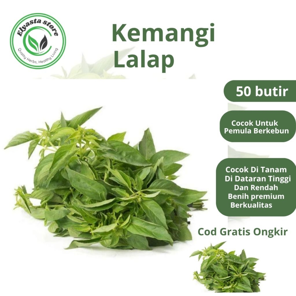 Bibit Benih Biji tanaman sayur Kemangi lalap 50 butir