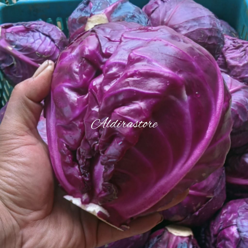 Jual Kol Merah Segar | Red Cabbage Fresh | Sayur Sehat untuk Salad ...
