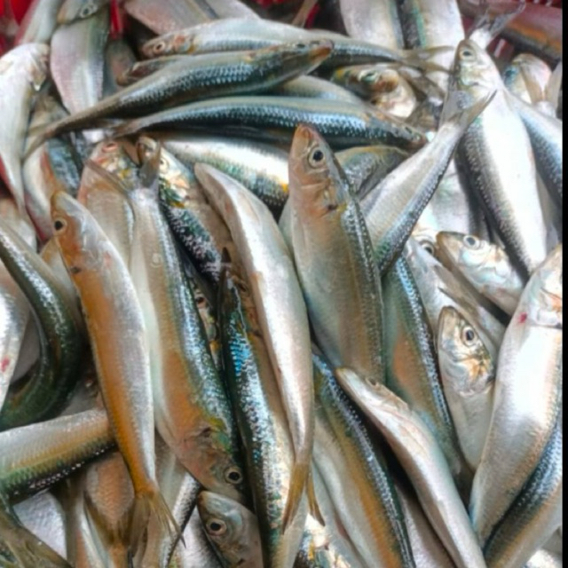 Jual Ikan Sarden Segar Terlengkap & Harga Terbaru Juli 2026 | Shopee ...