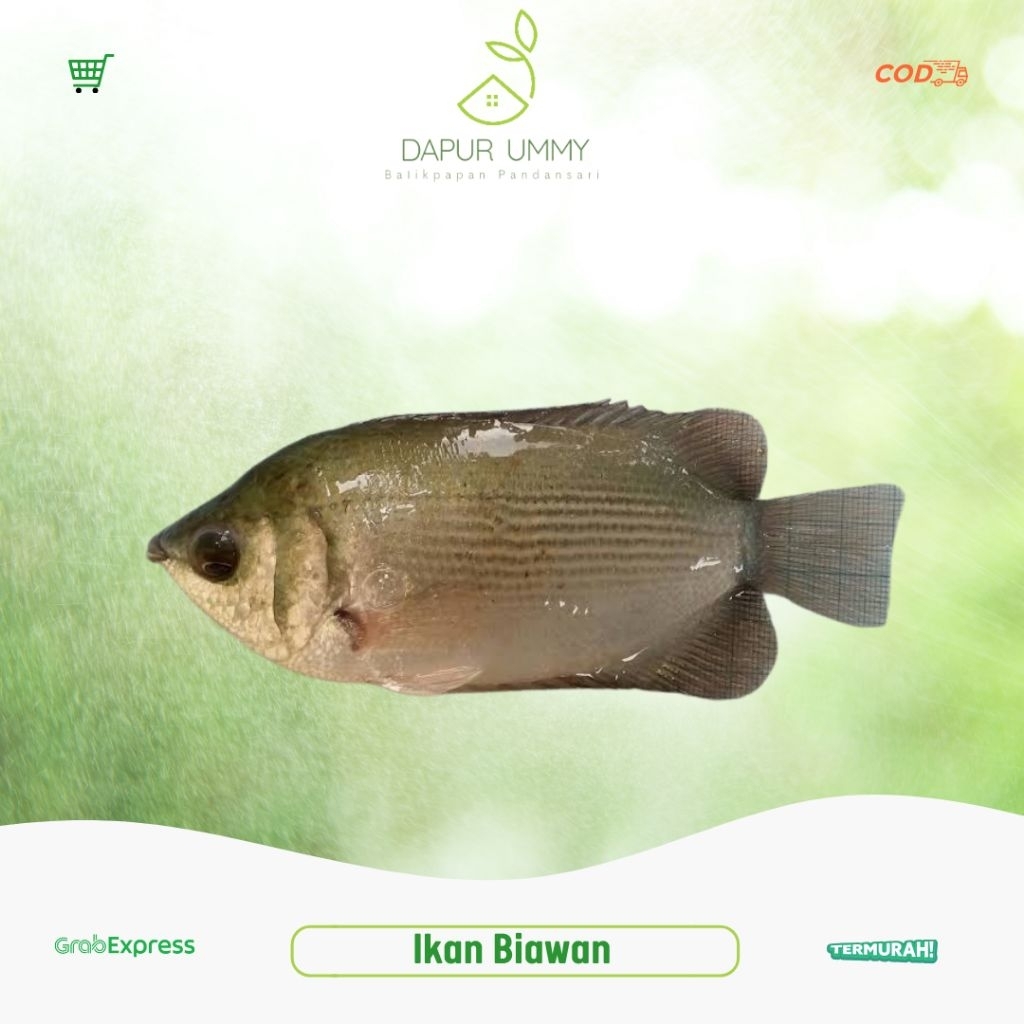 Jual BIAWAN • Ikan Biawan | Shopee Indonesia
