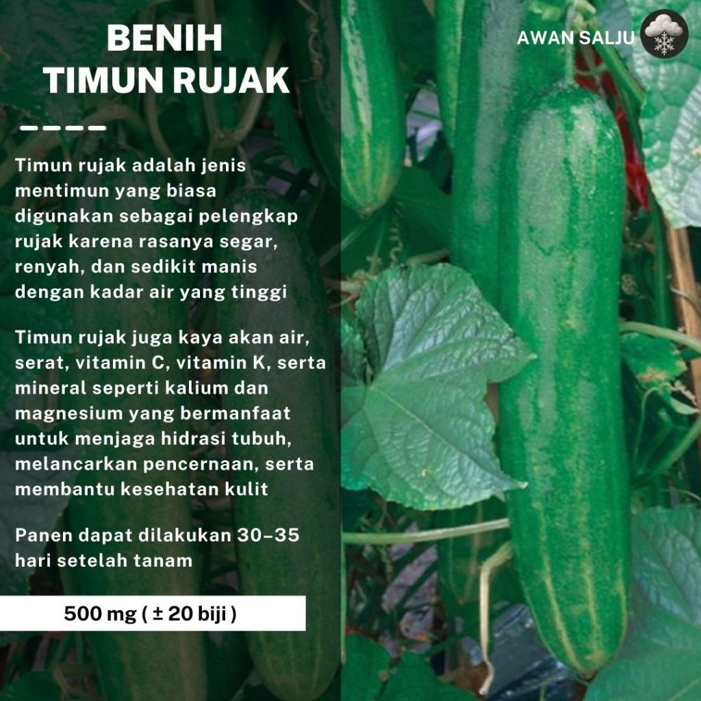 Jual Bibit Timun Hijau Timun Rujak Benih Tanaman Sayuran Berkualitas ...