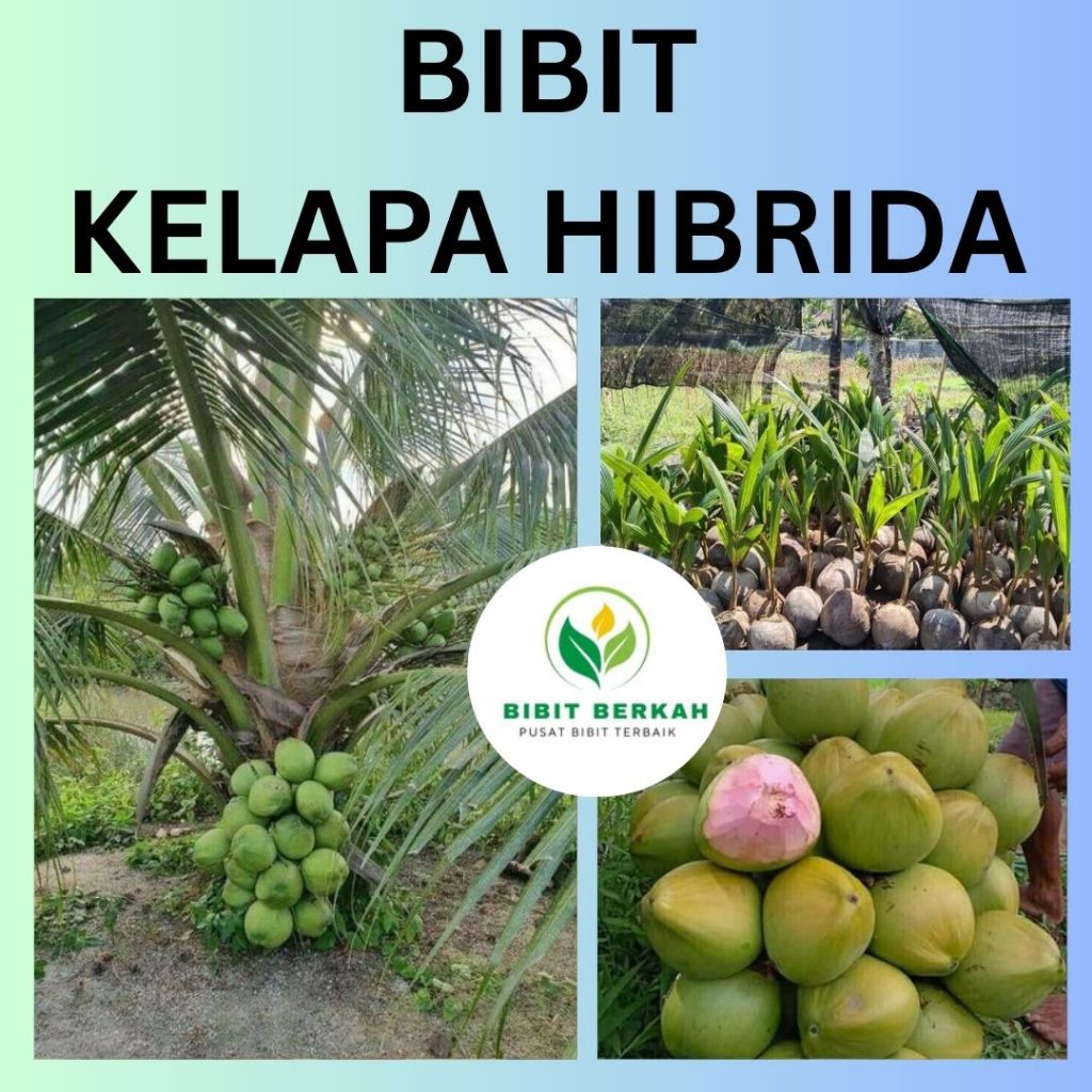 Jual Bibit Kelapa Hibrida Unggul – Cepat Berbuah, Produksi Tinggi ...