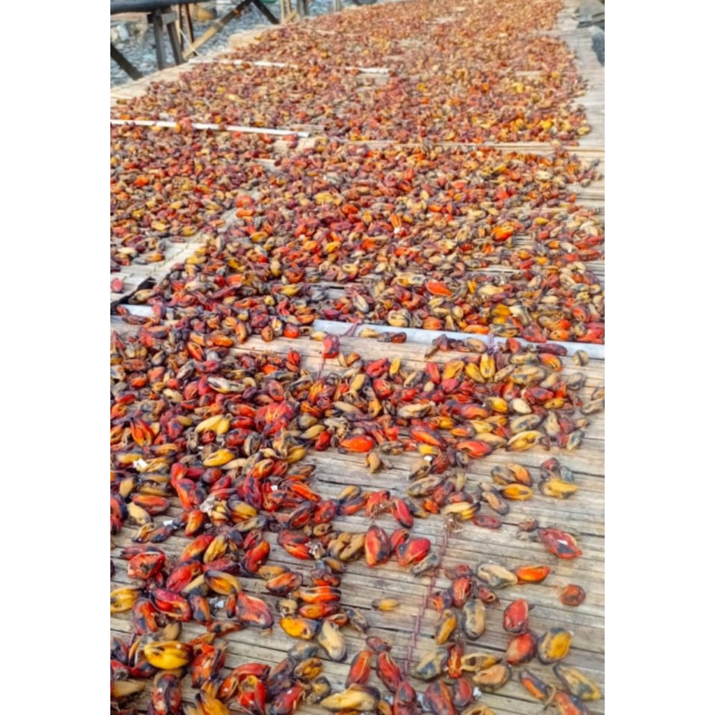 Jual Kerang Hijau Kering/ Green Mussel/ Tamchoi 100Gr | Shopee Indonesia