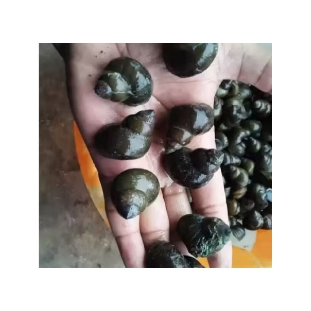 Jual Tutut Sawah Segar/Tutut Balong Segar/1kg | Shopee Indonesia