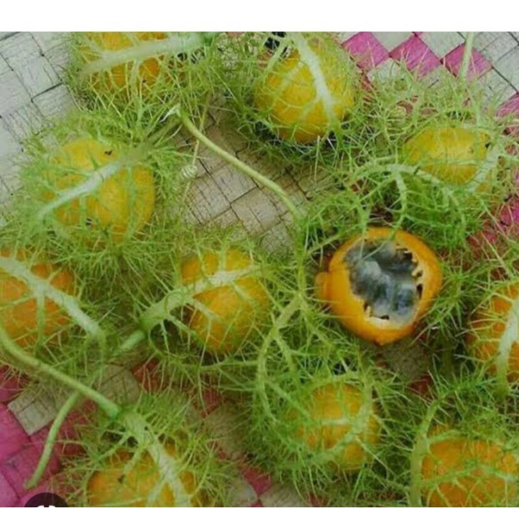 Jual buah rambusa murah harga satuan | Shopee Indonesia