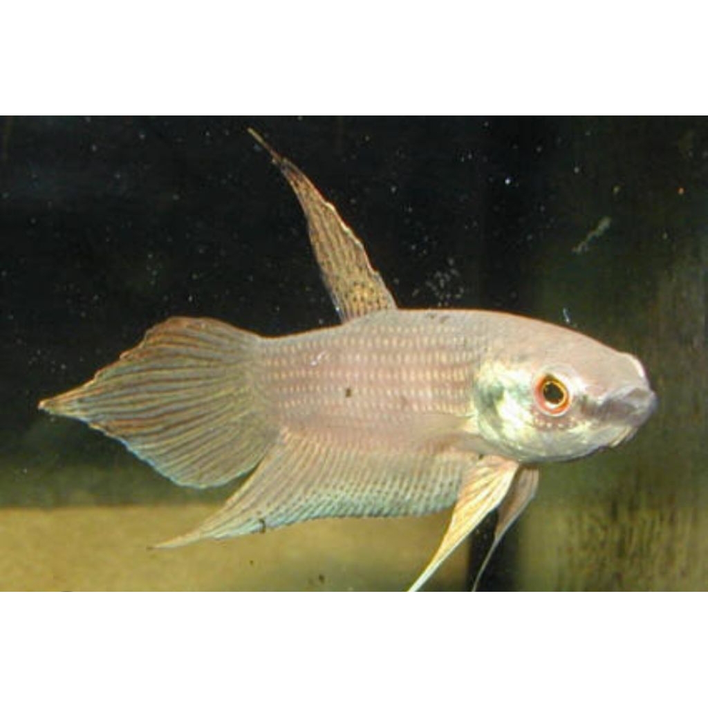 Jual wild Betta raja sp jambi | Shopee Indonesia