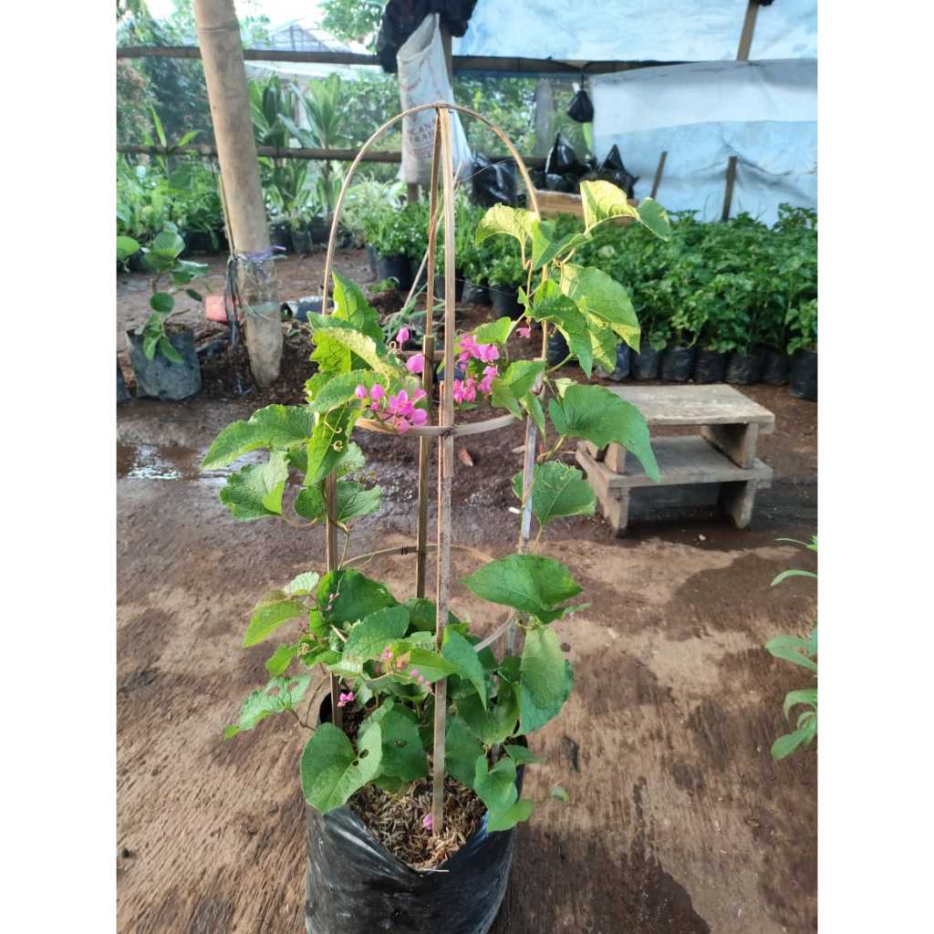 Jual Tanaman rambat air mata pengantin bunga pink - AMP bunga merah ...