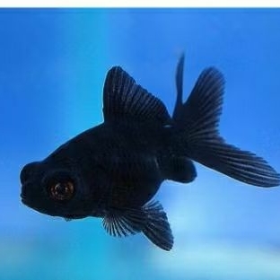 Jual ikan mas koki buldog black solid hitam pekat / ikan mas koky ...