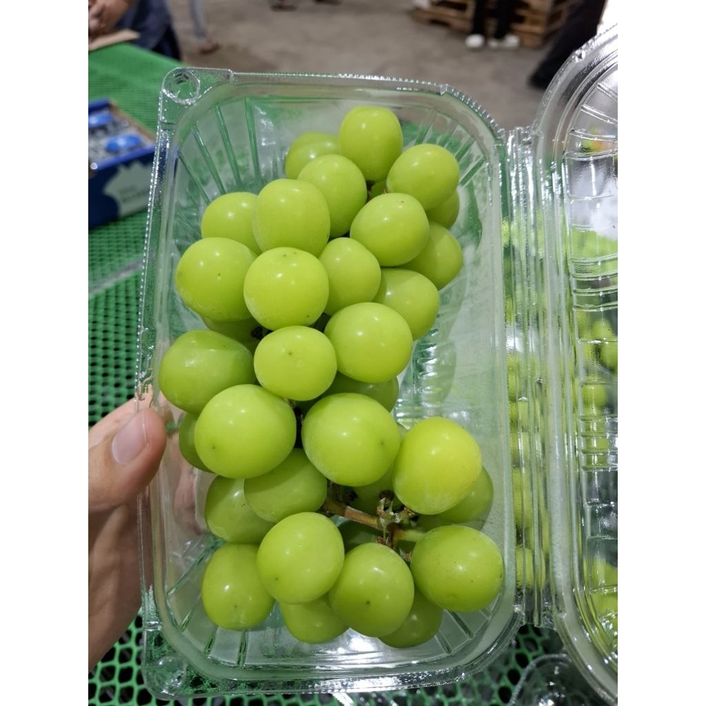 Jual Anggur Shine Muscat Anggur Hijau Premium kemasan pack 500 gram ...