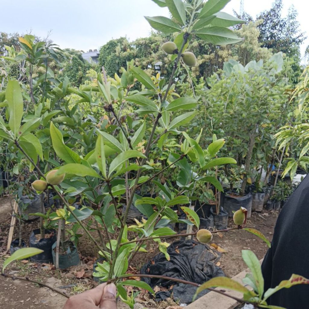 Jual Indukan Peach / Persik Berubuah | Shopee Indonesia