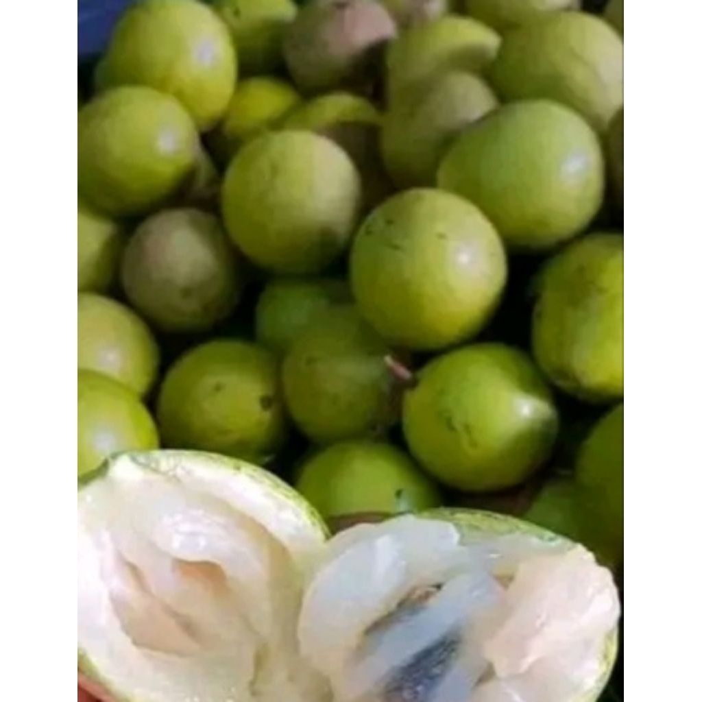 Jual Buah Kenitu Terlengkap & Harga Terbaru Agustus 2026 | Shopee Indonesia