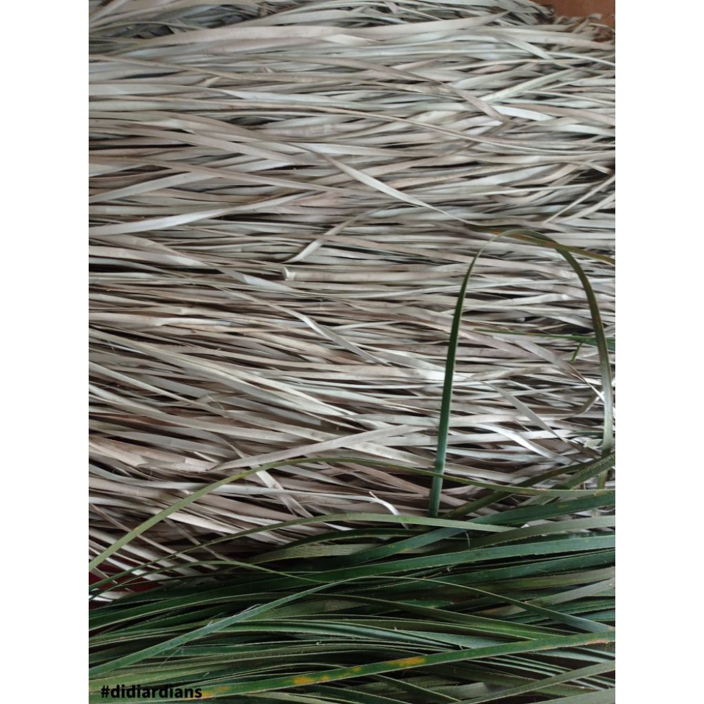 Jual PUTIHAN iratan 0,6-0,8cm panjang 120cm(bahan anyaman pandan ...