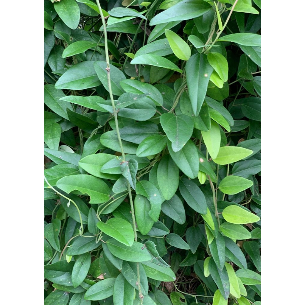 Jual CINCAU MINYAK RAMBAT (corcculus orbiculatus) | Shopee Indonesia