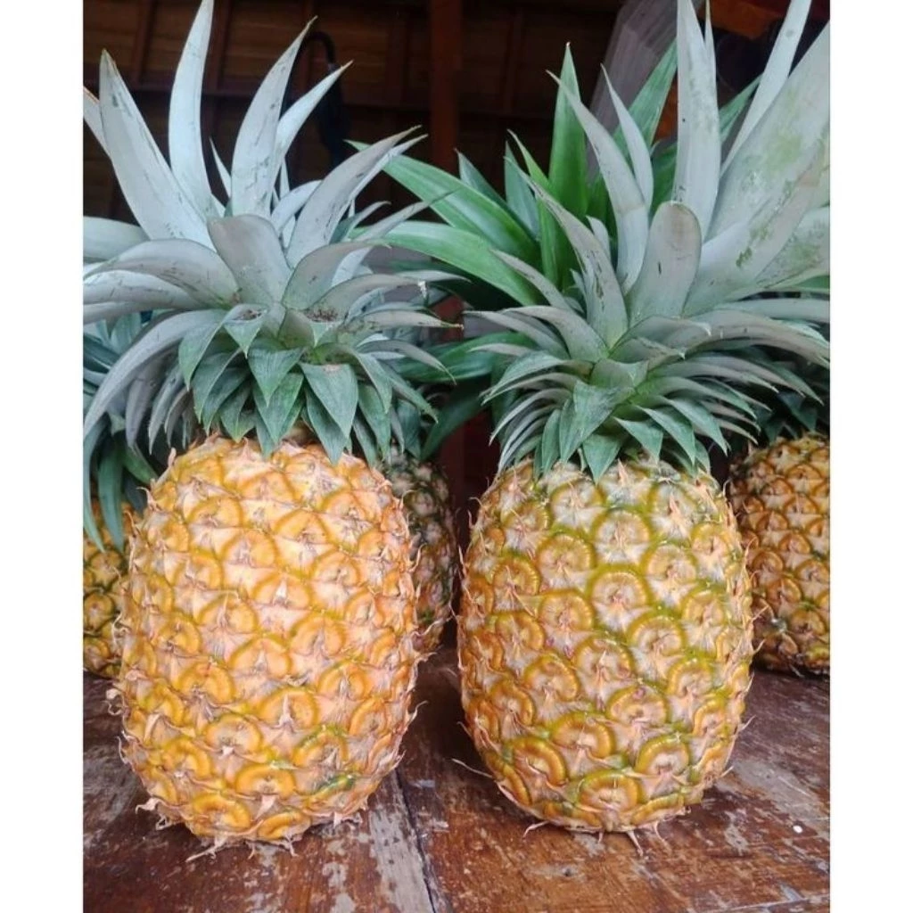 Nanas Madu Segar