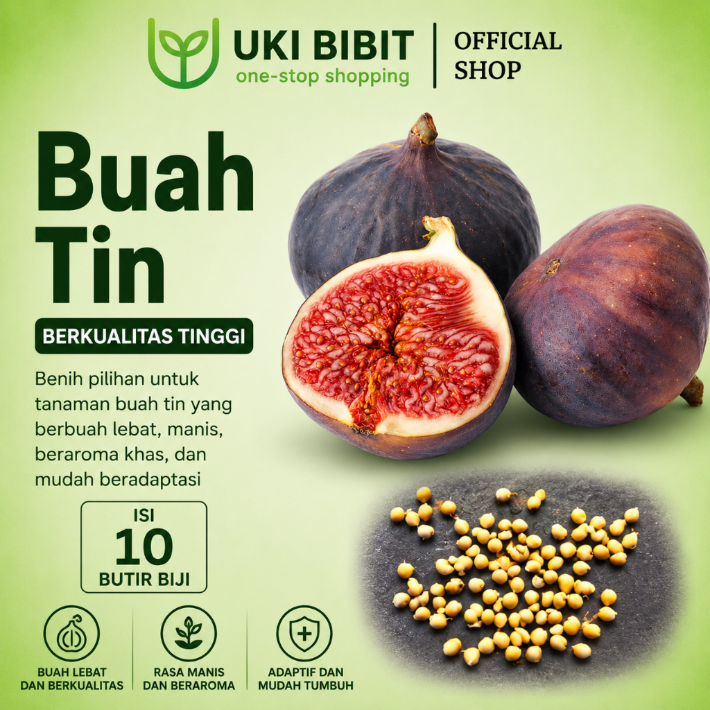 ( 10 Butir ) Benih Biji Buah Tin | Buah Ara | Fig | Ficus Carica