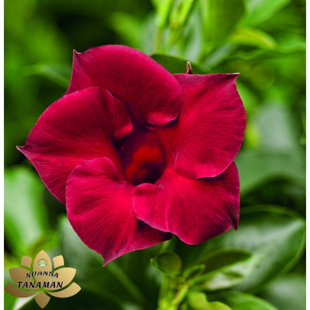 Jual Tanaman Hias Pohon Alamanda Bunga Merah Siap Tanam/Pohon Alamanda ...