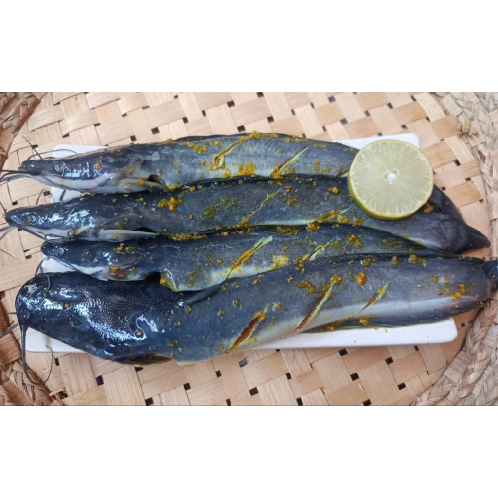 Jual Ikan Lele Siap Goreng Lele Bumbu Kuning Marinasi 2 Ekor | Shopee ...