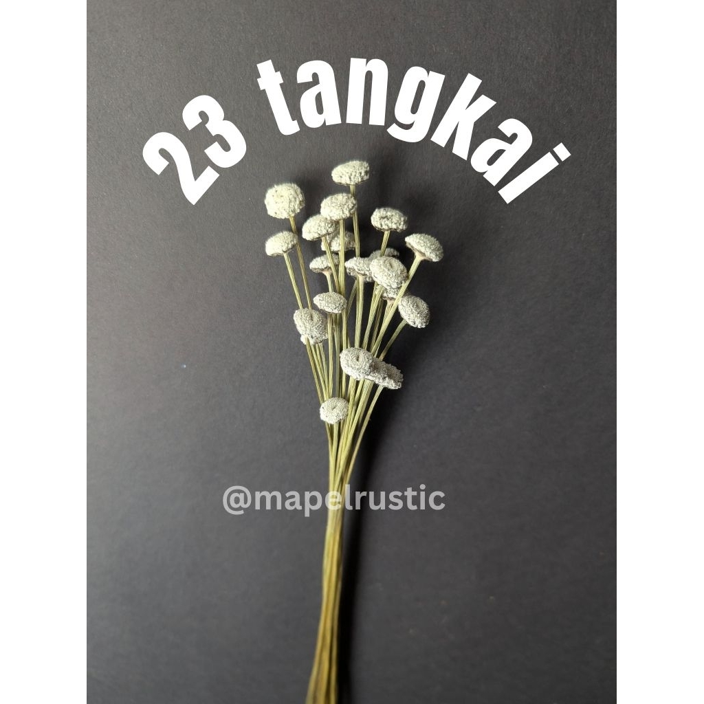 Jual Bunga Rawa Edelweiss Kancing | Edelweiss Abadi Khas Jawa Barat ...