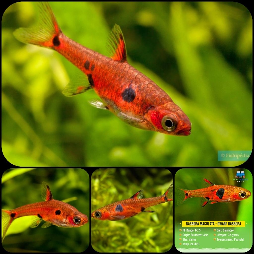 Jual ikan rasbora maculata atau dwarf rasbora untuk aquarium dan ...