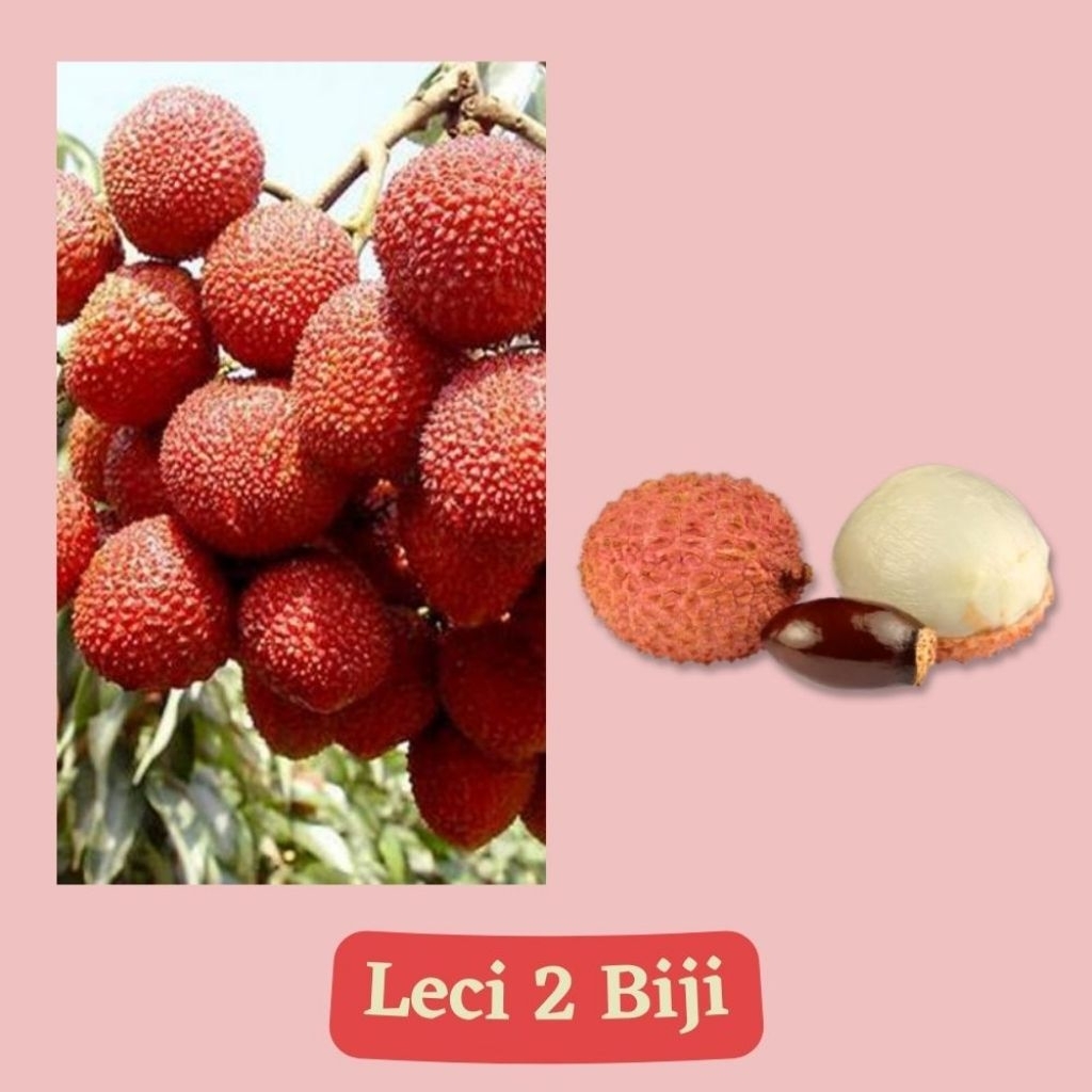Bibit Leci / Benih Buah