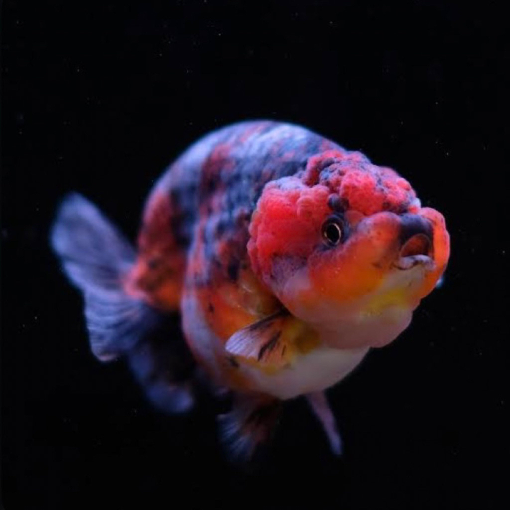 Jual IKAN HIAS KOKI RANCU CALICO KOKI RANCU KOKI RANCU PANCAWARNA ...