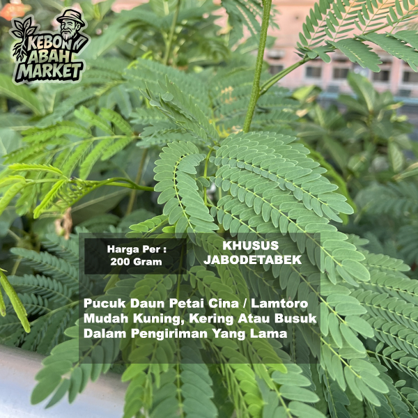 Jual Daun Muda Lamtoro Petai Cina …