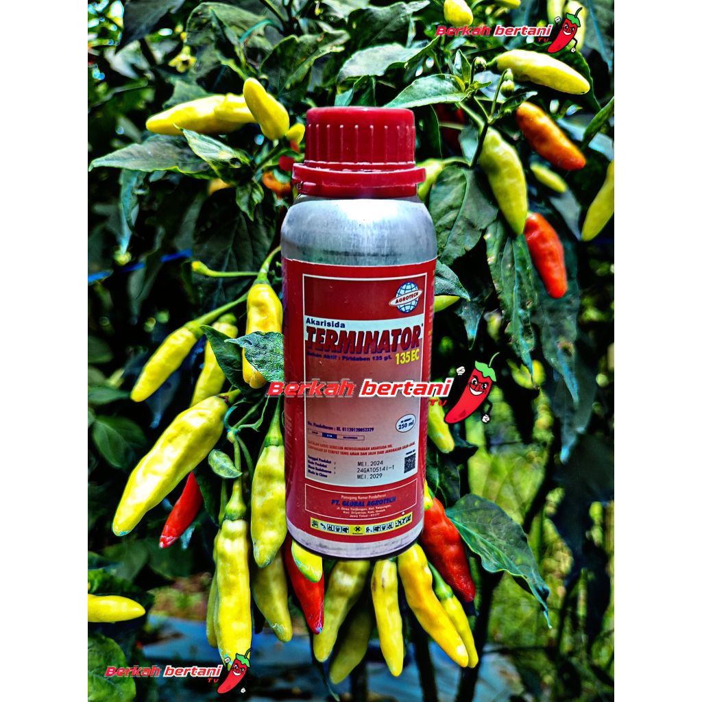 Jual Akarisida/insektisida Terminator 135Ec 250ml pembasmi hama kutu ...