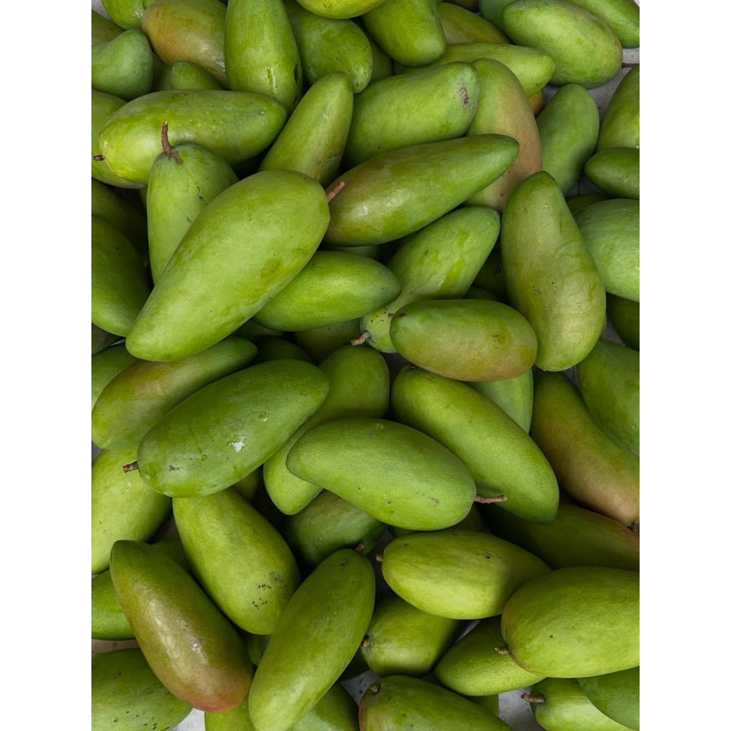Jual Mangga Kiojay Terlengkap & Harga Terbaru Agustus 2026 | Shopee ...