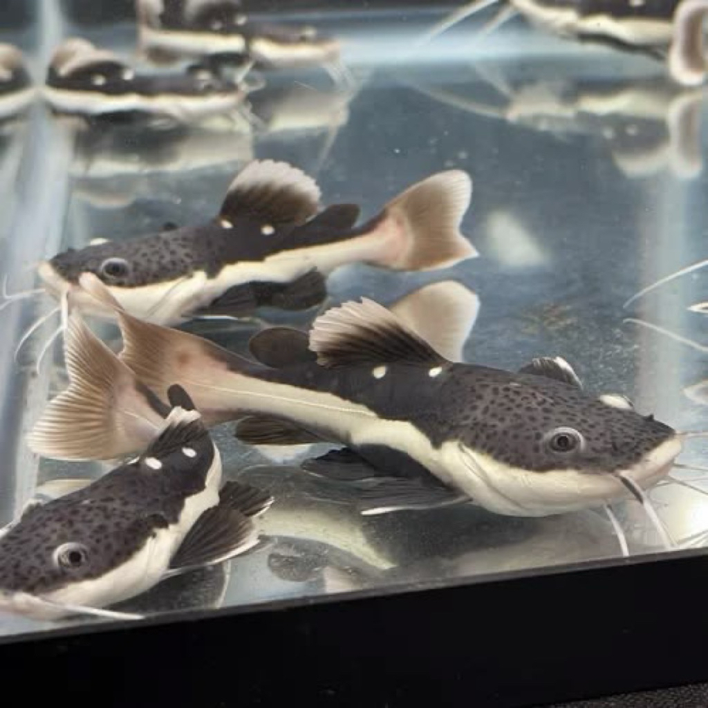 Jual Ikan RTC Terlengkap & Harga Terbaru Agustus 2026 | Shopee Indonesia