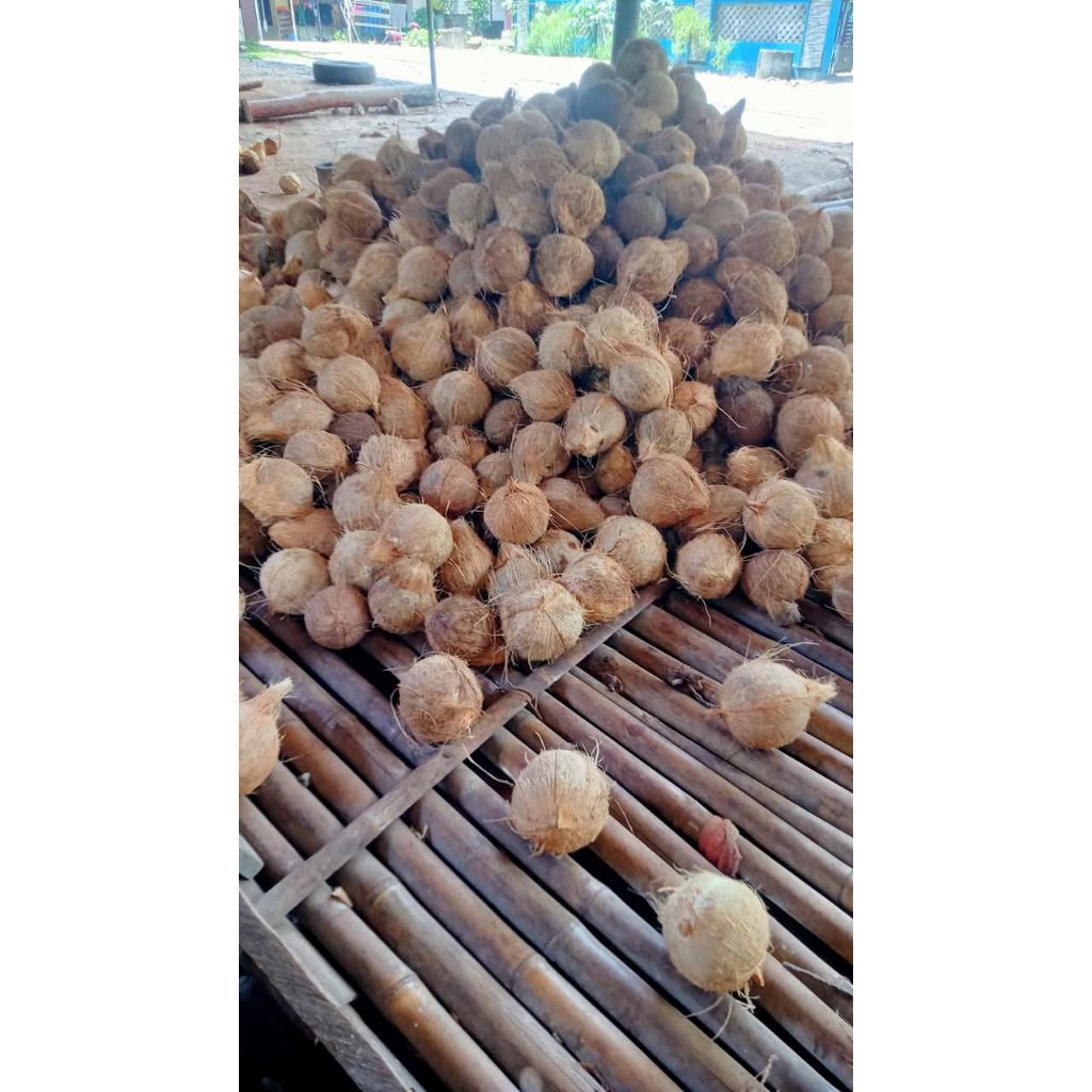 Jual 10 butir kelapa tua bahan santan berat kisaran 1000g sd 1500g ...