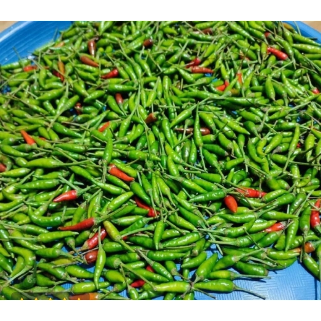 Jual Cabe Lalap Rawit Ijo Caplak 500gr | Shopee Indonesia
